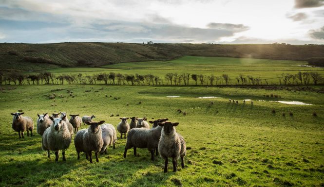 livestock slider