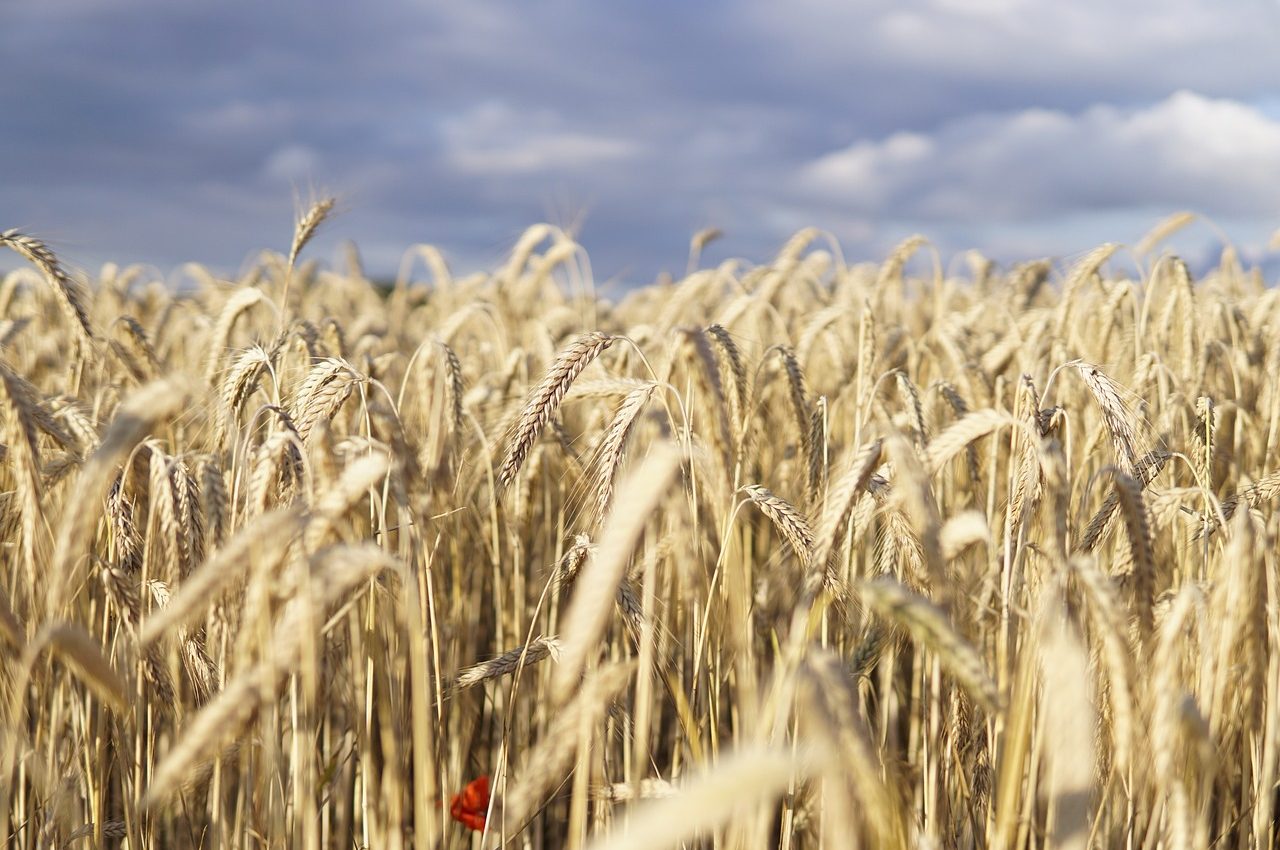 wheat-field-5392067_1280