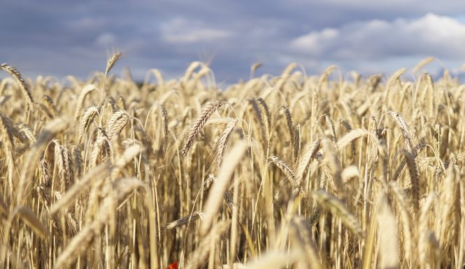 wheat-field-5392067_1280