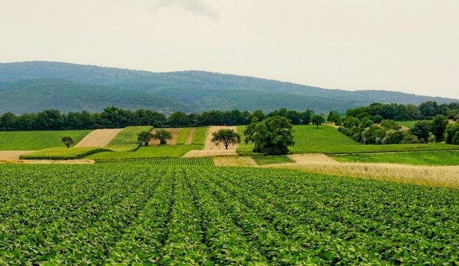 nature-3526840_1280