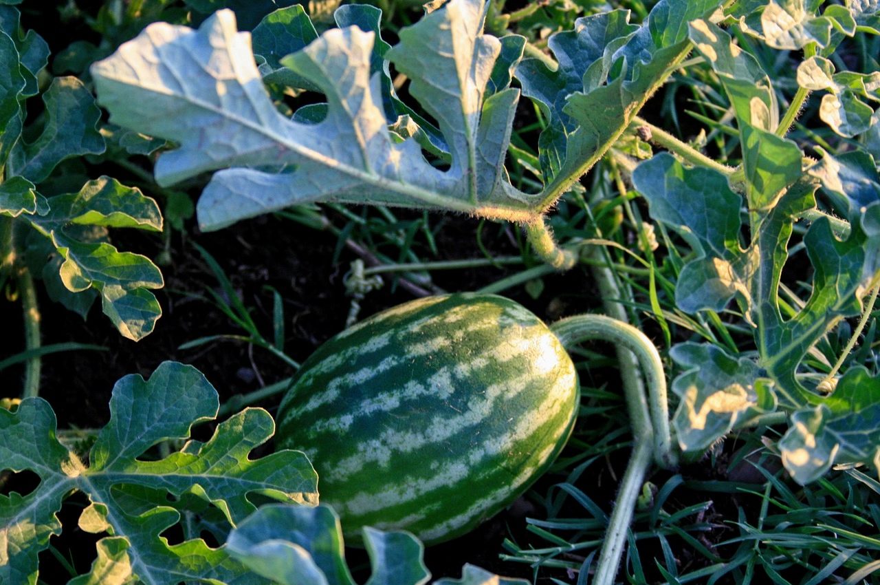 fruit-4721662_1280