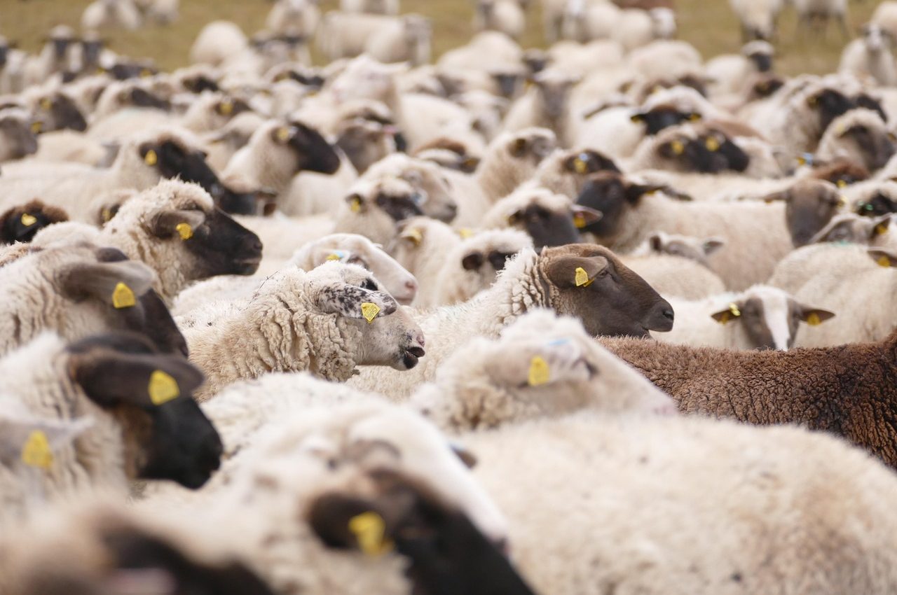 sheeps-6828766_1280