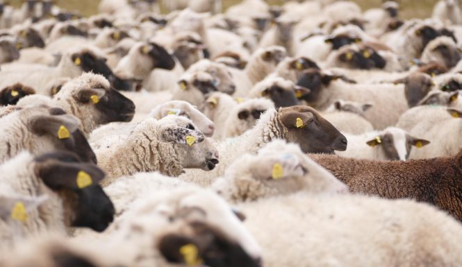 sheeps-6828766_1280