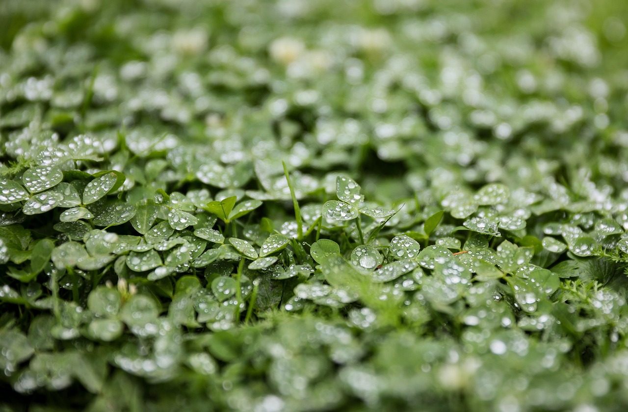 clover-2768819_1280