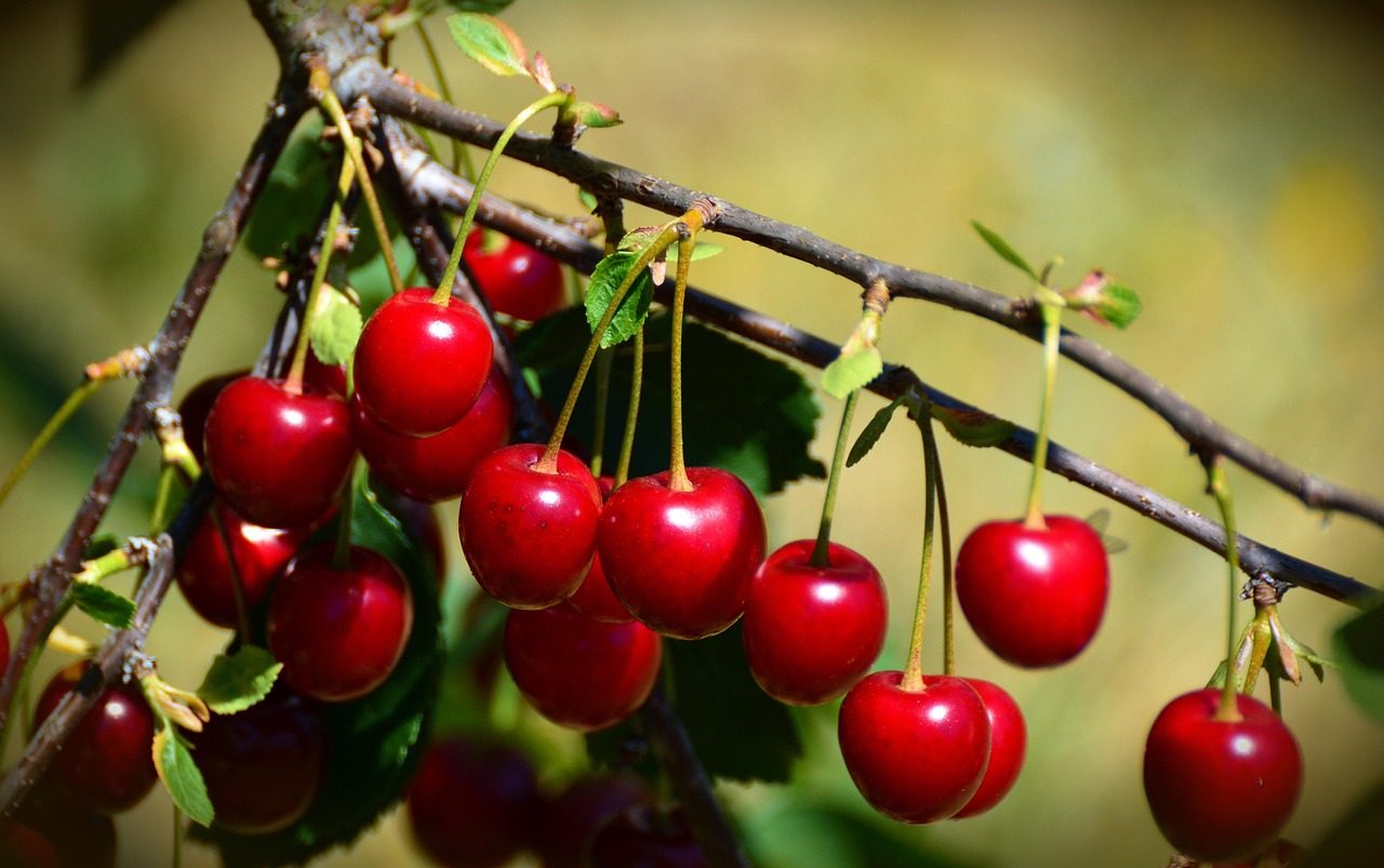 cherries-3514019_1280