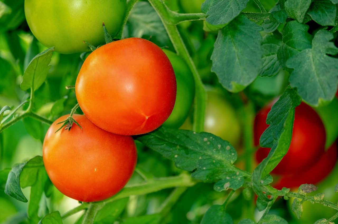 tomatoes-3702925_1280