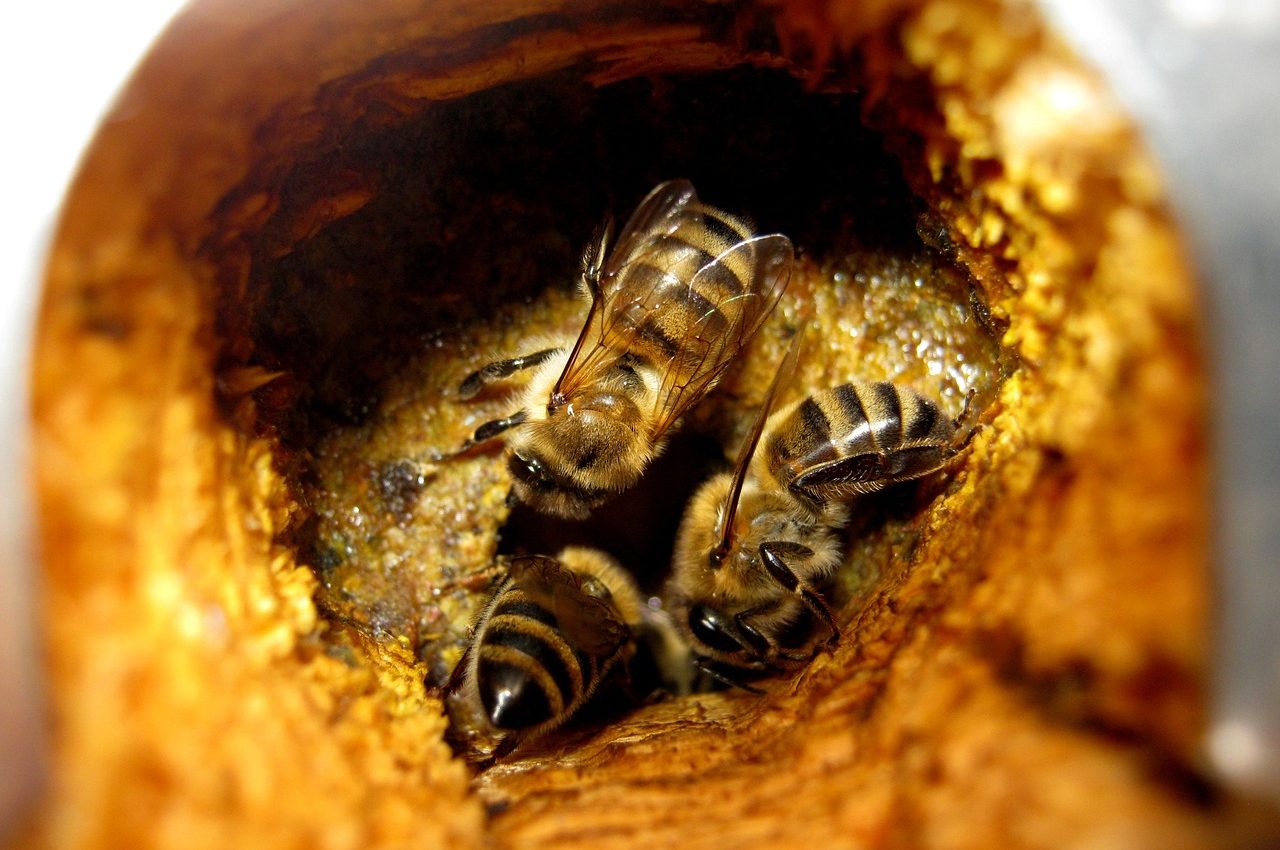 bees-7852672_1280