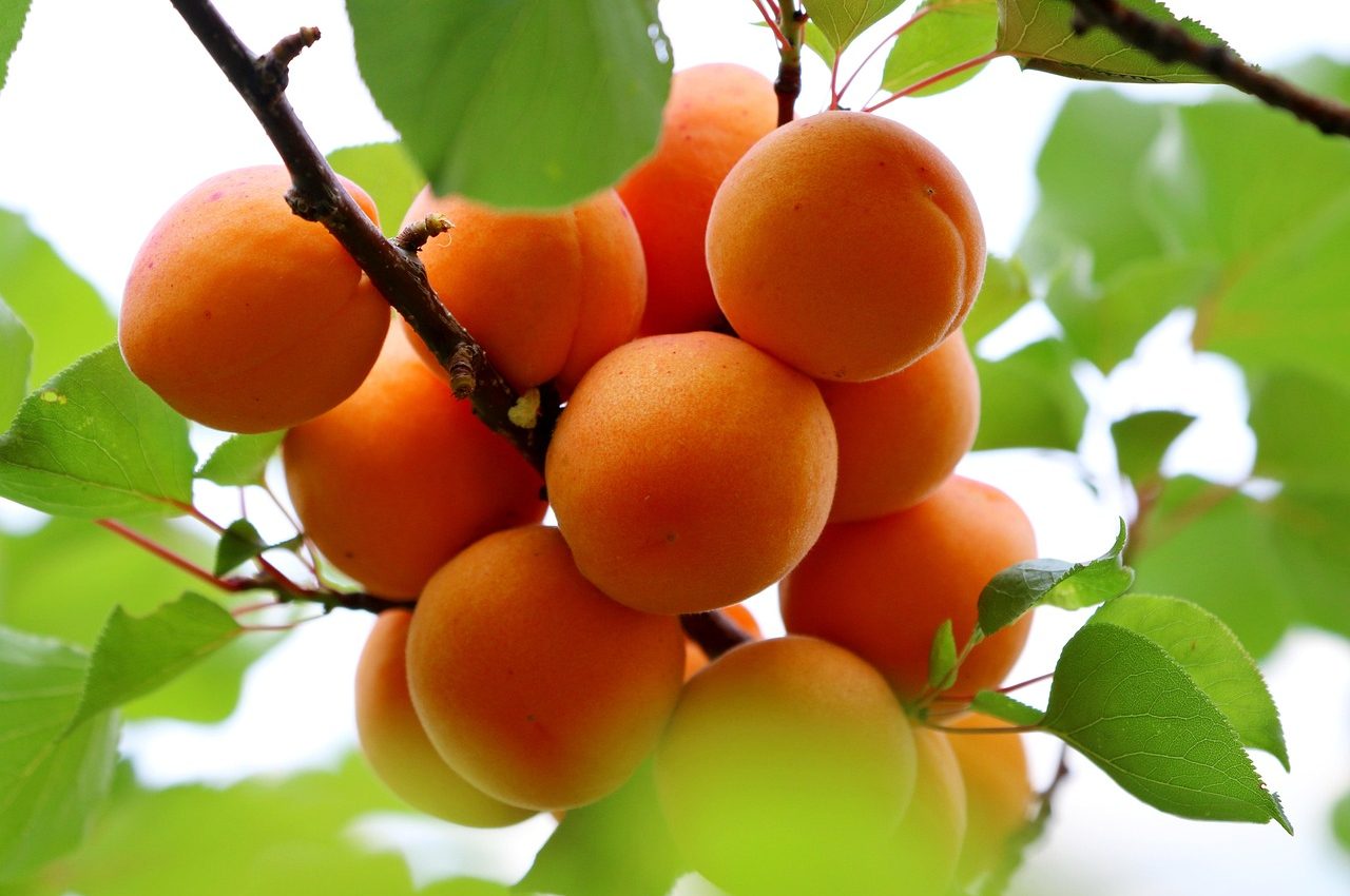 apricots-6396538_1280