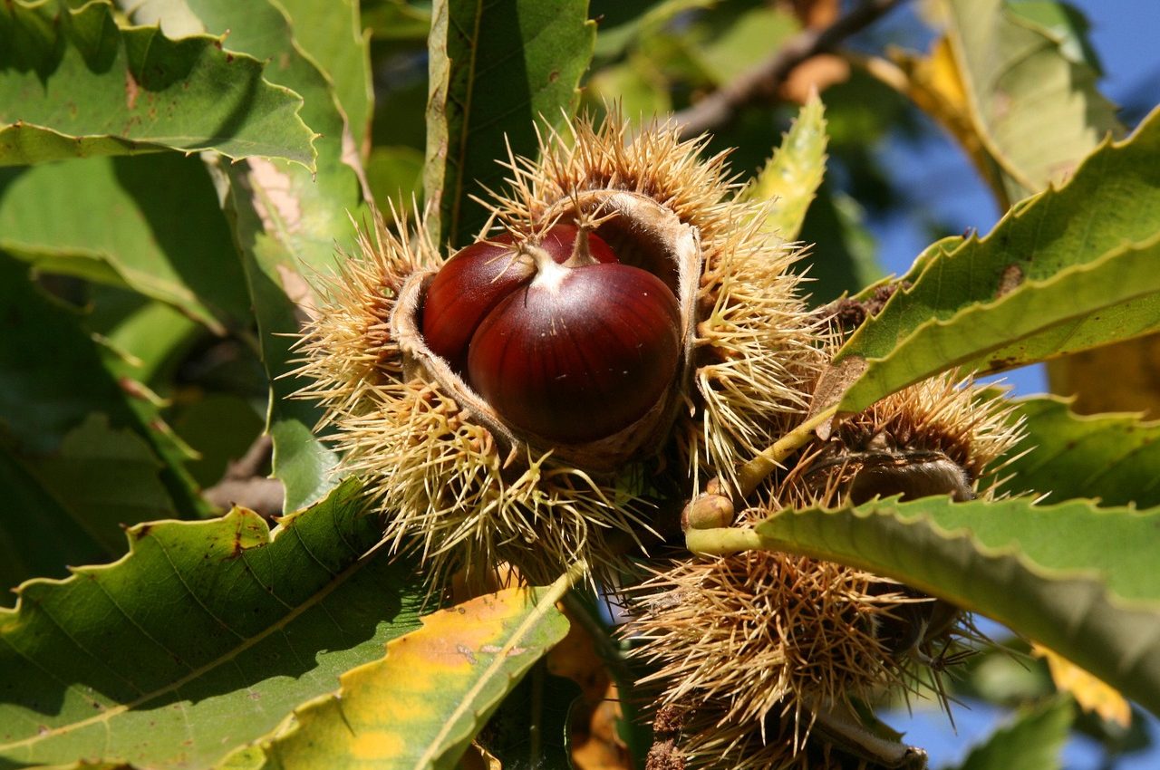 sweet-chestnut-3733522_1280