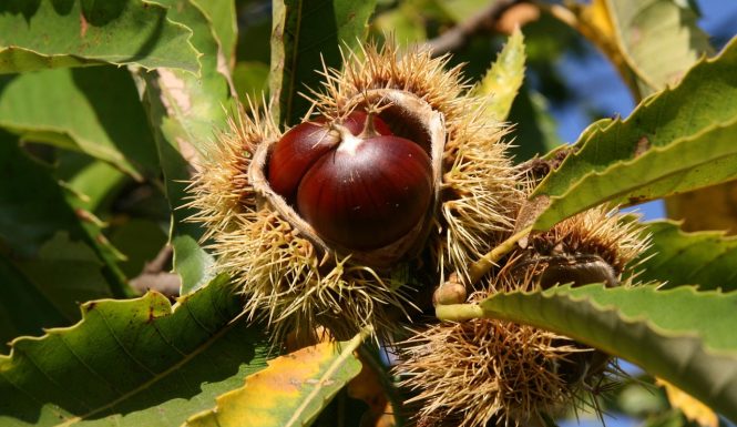 sweet-chestnut-3733522_1280