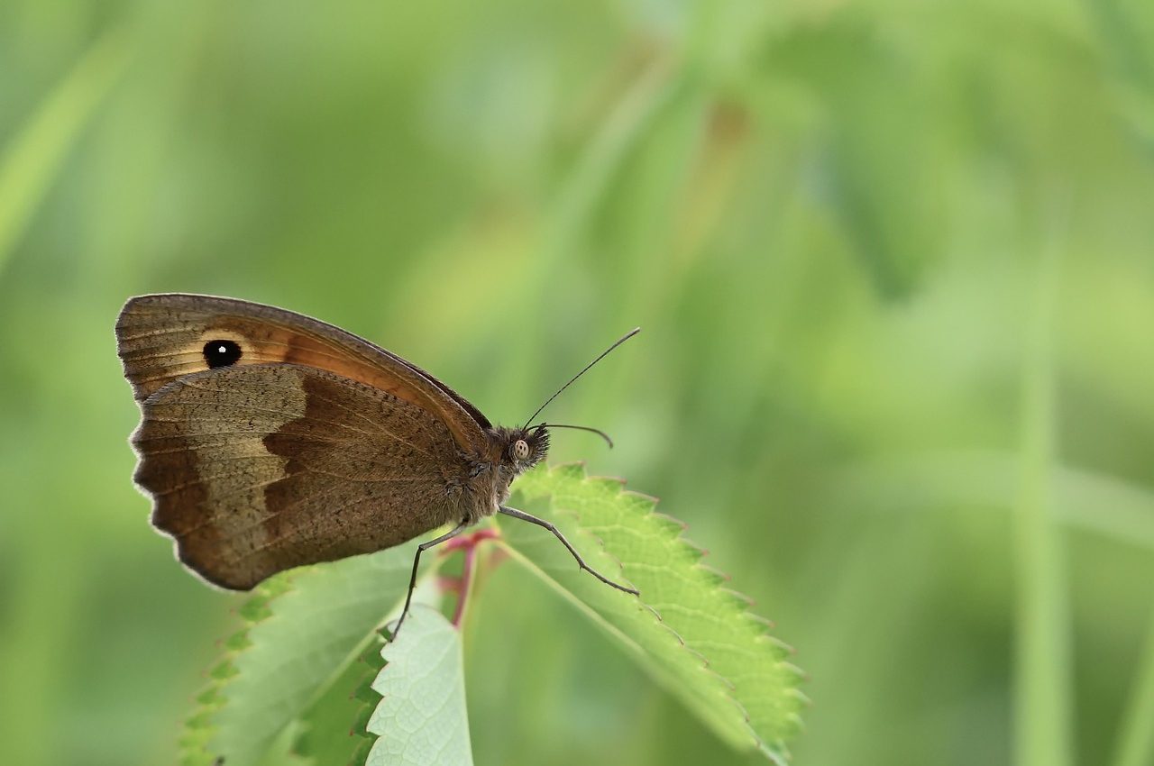 butterfly-8114483_1280