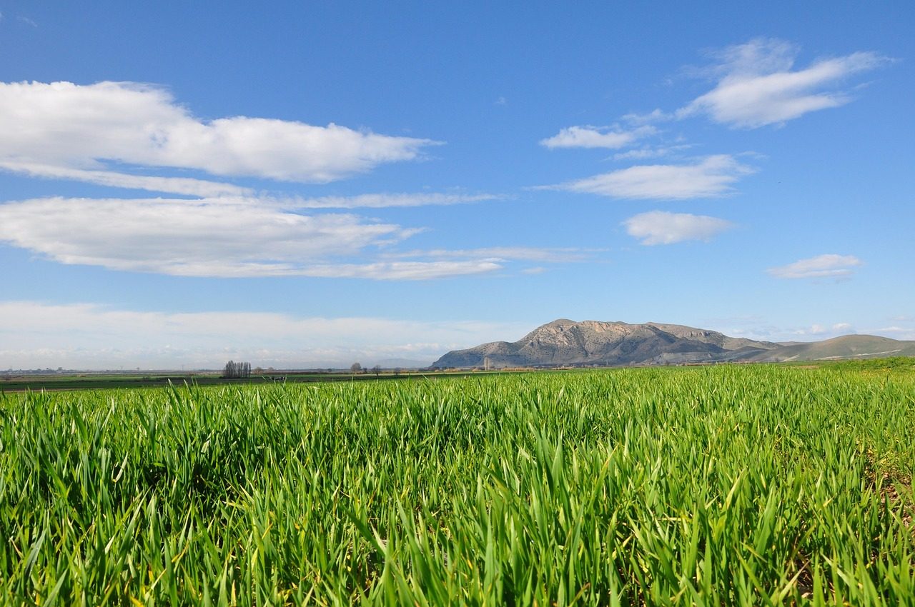 fields-5190073_1280