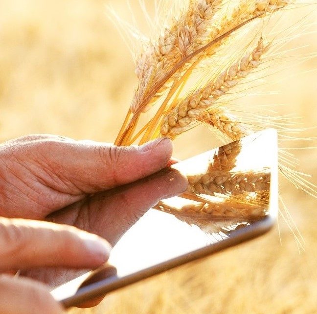 Close,Up,Farmers,Hands,With,Tablet,In,A,Wheat,Field.