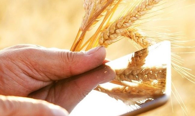 Close,Up,Farmers,Hands,With,Tablet,In,A,Wheat,Field.